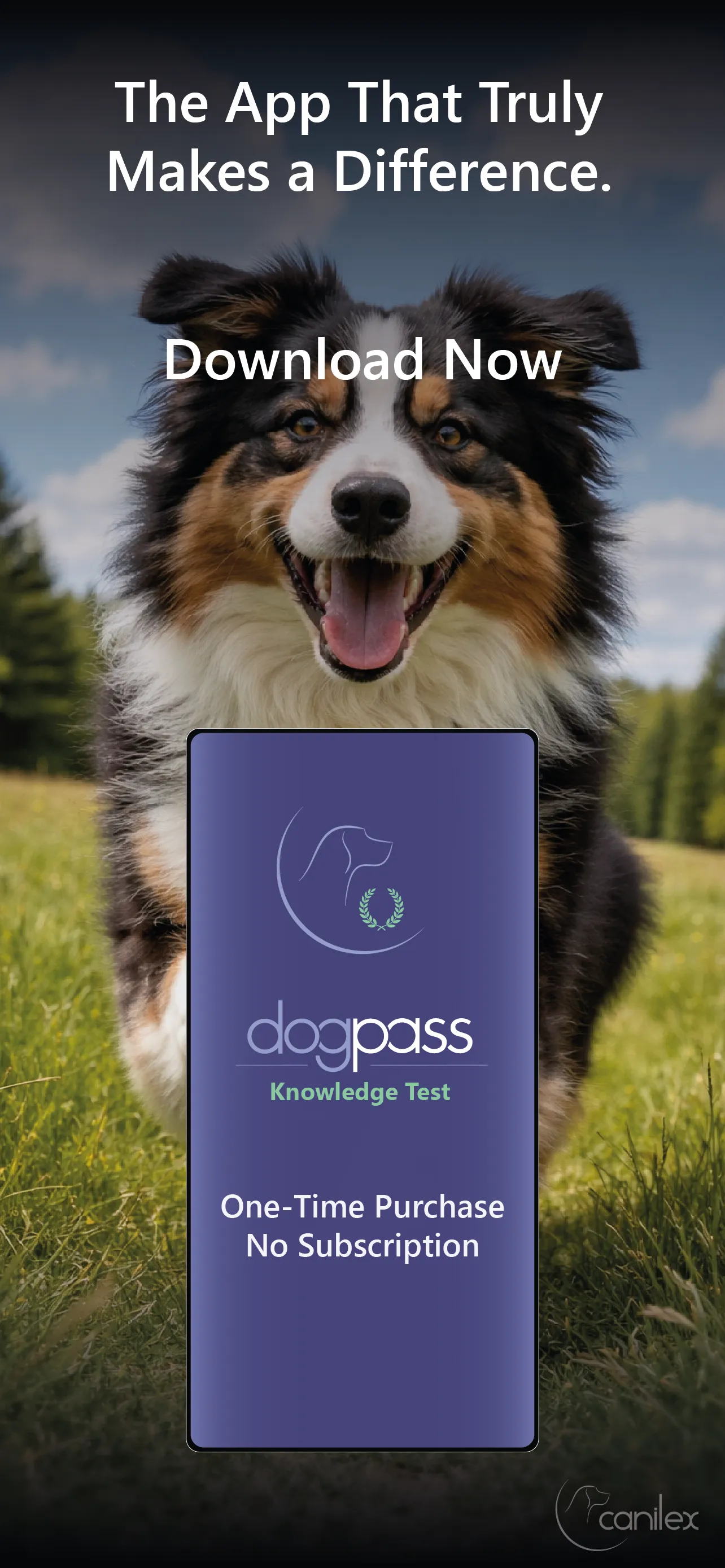 Many countries are considering a dog ownership licence! 7