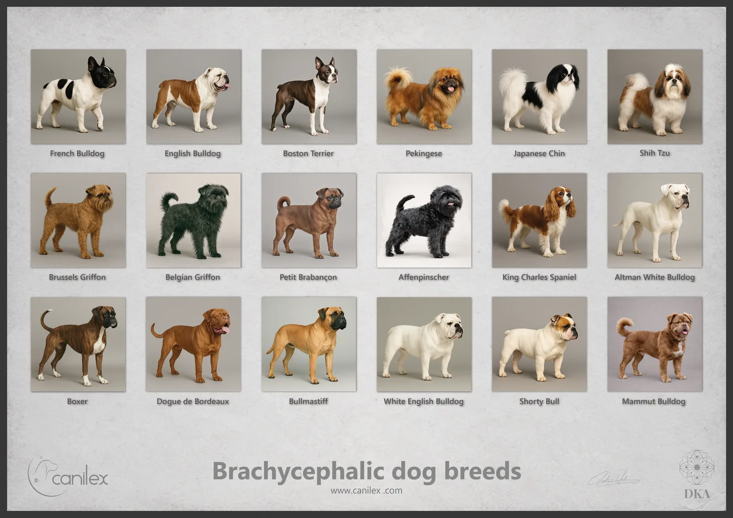 Brachyzephale Hunderassen